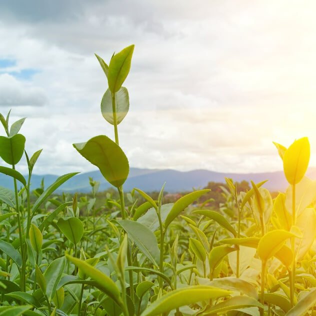 Daintree Tea beginnings - Far North Plantations