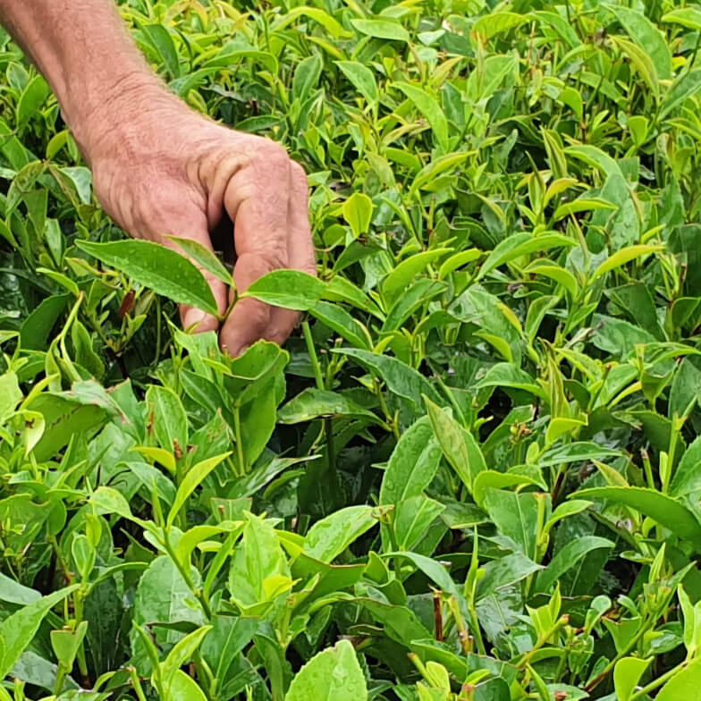 Hand picking Daintree Tea Leaves