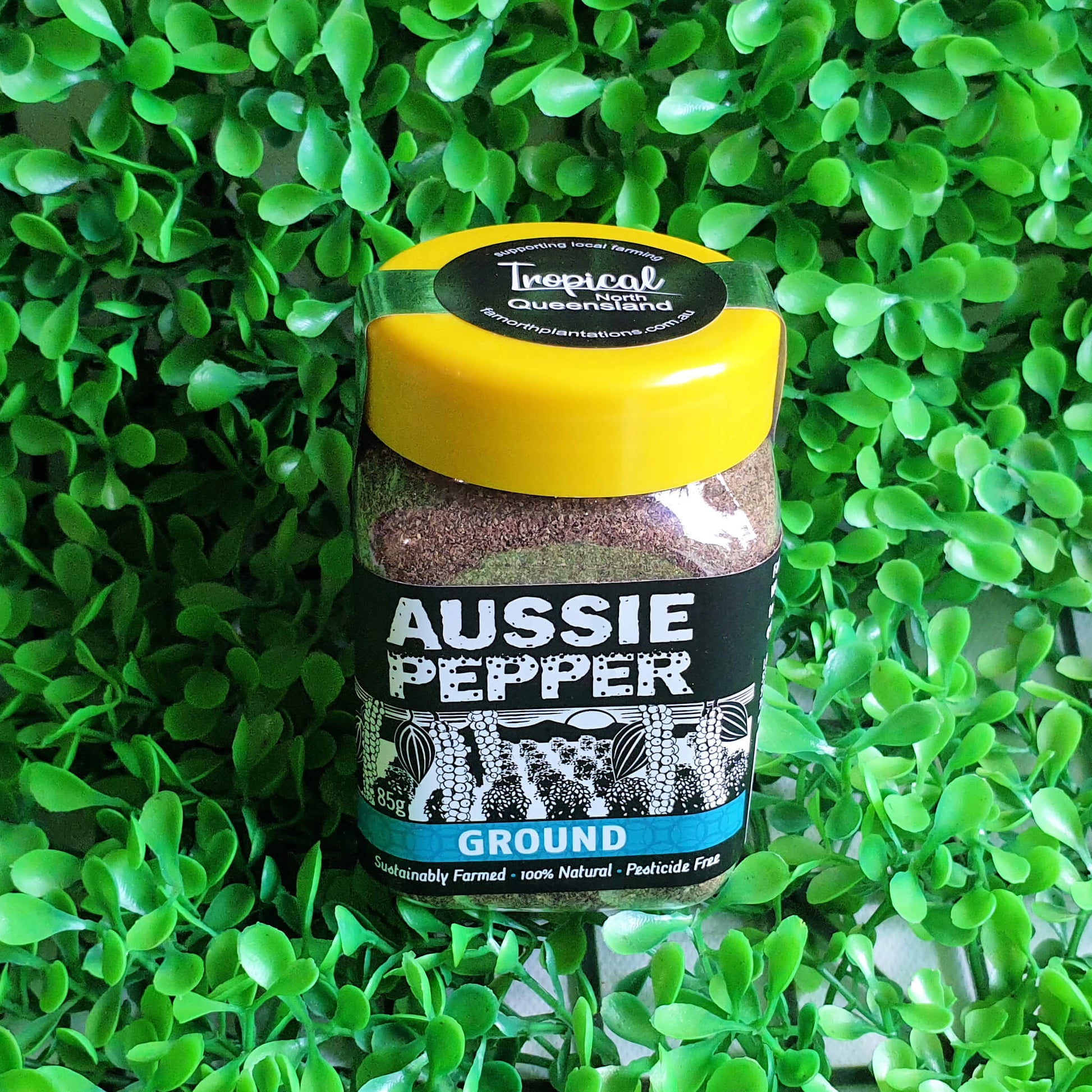 Ground Pepper - Aussie Pepper -Small - Far North Plantations